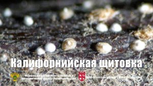 Щитовка калифорнийская-опасный карантинный вредитель.
